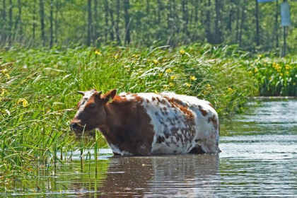 031 6 persoons vakantiehuis aan het water, te midden in het oude centrum van Giethoorn