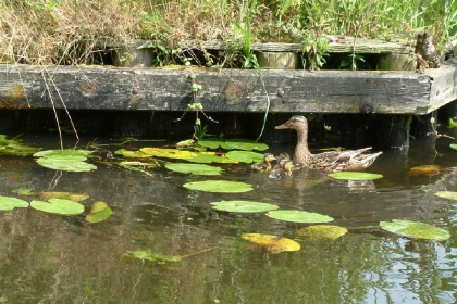 034 6 persoons vakantiehuis aan het water, te midden in het oude centrum van Giethoorn