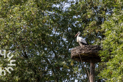 007 Fraai gelegen 2 persoons vakantiehuisje met uitzicht op natuurgebied in Giethoorn