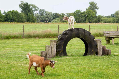 012 Comfortabele 4 persoons woonboerderij in IJhorst