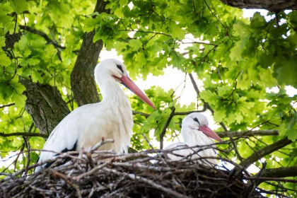 028 Comfortabele 4 persoons woonboerderij in IJhorst