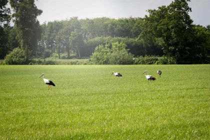 030 Comfortabele 4 persoons woonboerderij in IJhorst