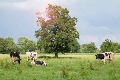 024 Mooie 4 persoons woonboerderij in IJhorst