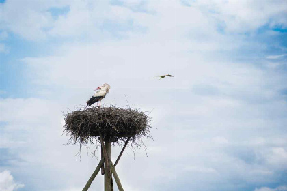 027 Mooie 4 persoons woonboerderij in IJhorst