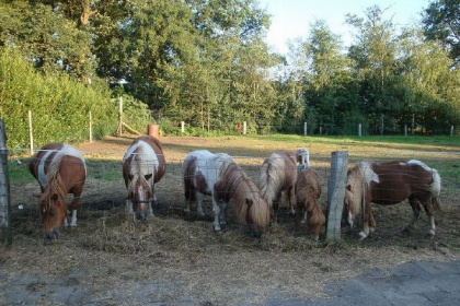 013 Knus 2 persoons vakantiehuisje in Twente