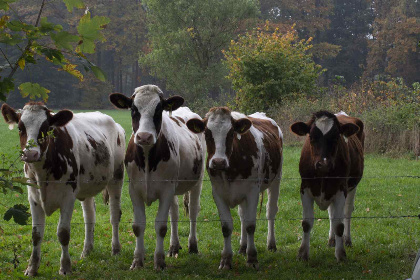 003 Knus 2 persoons vakantiehuisje op een groene camping nabij Markelo