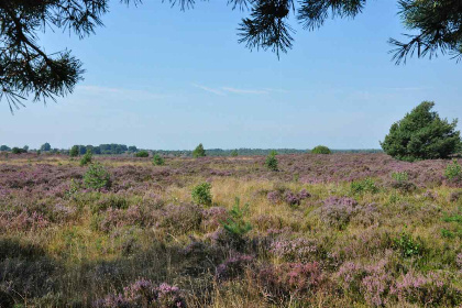 030 Gezellige 2 persoons bungalow in Overijssel nabij het bos