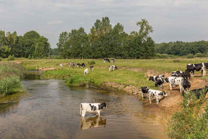 028 Luxe 6 persoons vakantiehuis op een huisdiervriendelijk vakantiepark nabij Hardenberg