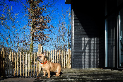 013 Forest doglodge met omheinde tuin | 4 personen