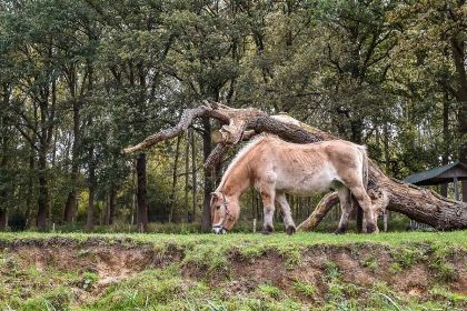 011 Heerlijken luxe 4 persoons vakantiehuis op een rustig vakantiepark in Rijssen