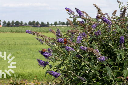 031 Sfeervol 4 persoons vakantiehuis in Scheerwolde vlakbij Nationaal Park Weerribben Wieden