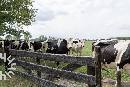 013 4 persoons vakantiehuis gelegen aan de rand van natuurgebied Weerribben Wieden, Overijssel