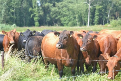 016 Prachtig 5 persoons hooiberg in Wierden