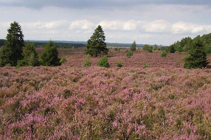 032 Stijlvolle zespersoons Eco Lodge op de Utrechtse Heuvelrug