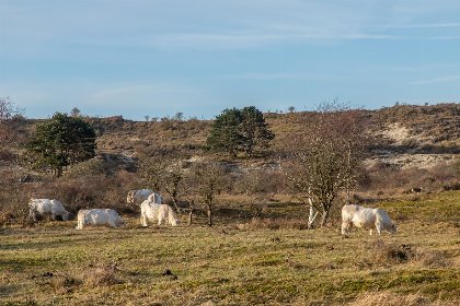 027 Chalet Camping Duinhoeve 'Vogel' | Rust en comfort voor 4 | Maireweg 7