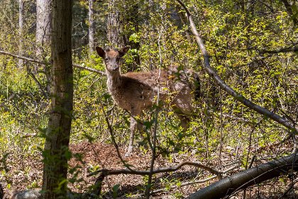 022 Duinlodge 2P   Camping Duinhoeve, Zeeland | glamping en rust | Maireweg 7