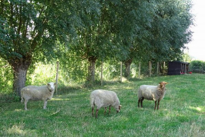 006 8 persoons vrijstaande vakantievilla met ruime tuin in Eede, Zeeuws Vlaanderen