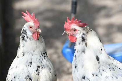 005 Prachtig 2 persoons vakantiehuisje in Gapinge   Zeeland