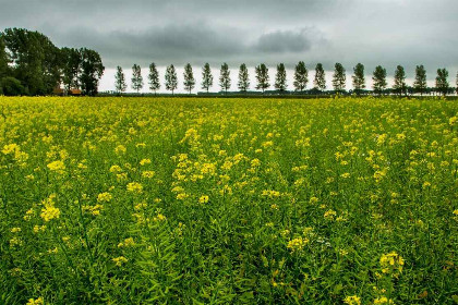 008 4 persoons vakantiehuis in Zeeuws Vlaanderen