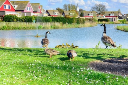 035 6 persoons vakantiehuis met zeezicht in Zeeuws Vlaanderen