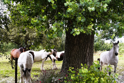 014 Authentieke 6 persoons vakantieboerderij op een prachtige en rustige plek in IJzendijke