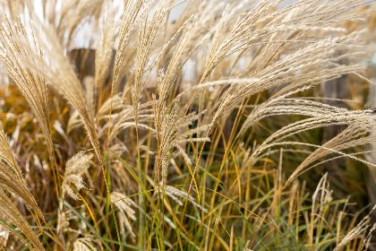 055 Veerse Meer Natuurvilla