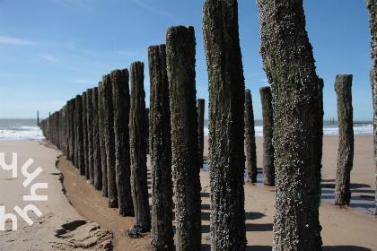 017 Knus 4 persoons vakantiehuis in het Vebenabos en vlakbij het strand