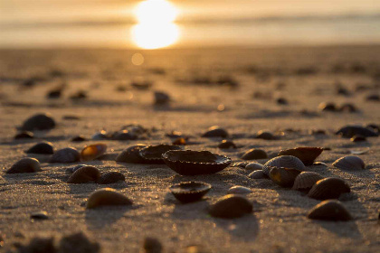 023 Strandhuisje voor 6 personen op strand Dishoek