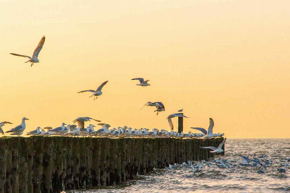 010 20 persoons groepsaccommodatie op 800 meter van het strand in Oostkapelle