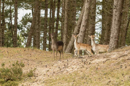 016 20 persoons groepsaccommodatie op 800 meter van het strand in Oostkapelle