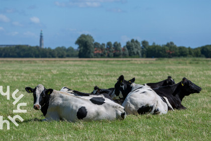 016 Landelijk gelegen 6 persoons vakantiewoning met speelvoorzieningen in tuin in Oostkapelle