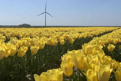 006 Knusse 4 persoons vakantiechalet in Ouwerkerk op loopafstand van de Oosterschelde