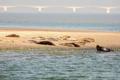 020 Luxe 7 persoons vakantiehuis vlakbij het strand van Renesse