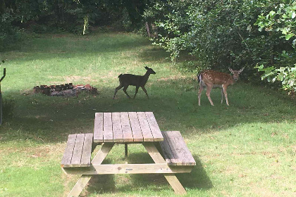 025 Mooi in de natuur gelegen 6 persoons vakantiehuis met een heerlijke tuin nabij Renesse