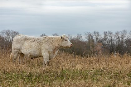 035 Zonnedorp 1 Solskin Renesse | Strandvakantie in Modern Vakantiehuis