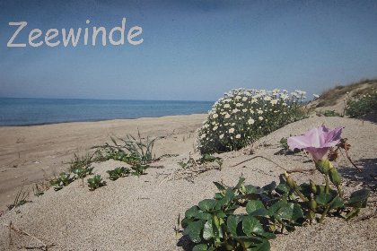 029 Zonnedorp 17 Zeewinde Renesse: Comfortabele vakantiewoning nabij het strand