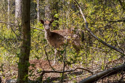 044 Zonnedorp 7 De Meerpaal in Renesse | Comfortabel vakantiehuis dichtbij het strand