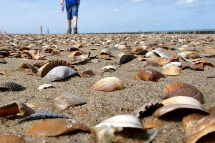 012 Sfeervol 4 persoons vakantiehuis in Veere 1500 meter van het Veerse Meer