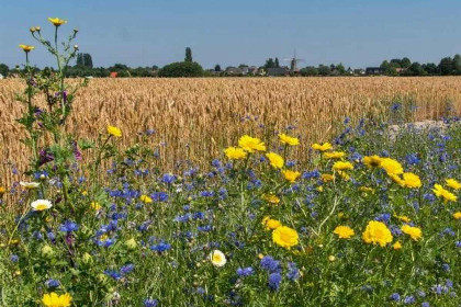 016 Sfeervol 4 persoons vakantiehuis in Veere 1500 meter van het Veerse Meer