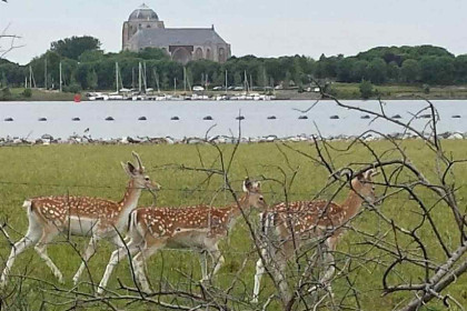 019 Sfeervol 4 persoons vakantiehuis in Veere 1500 meter van het Veerse Meer