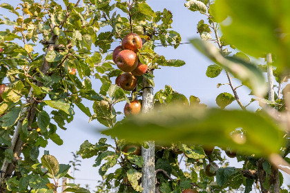 002 12 persoons groepsaccommodatie in Vrouwenpolder   Zeeland