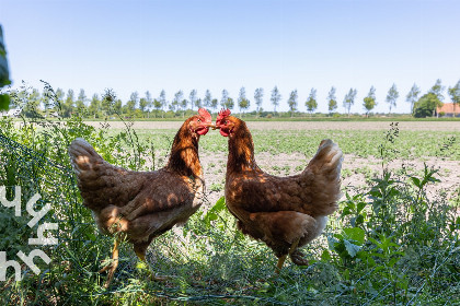 011 2 persoons studio in Vrouwenpolder op Walcheren, landelijk en rustig