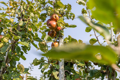 034 Familiehuis   Vroondijk 2 | Vrouwenpolder Zeebloesempje