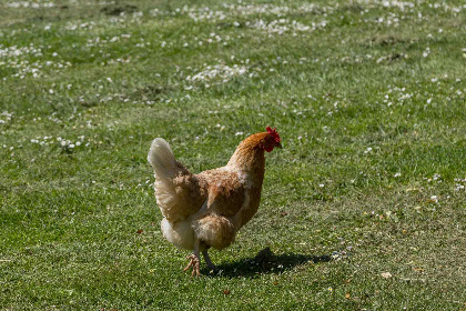 025 Luxe 15 persoons groepsaccommodatie in Vrouwenpolder met schitterende ligging