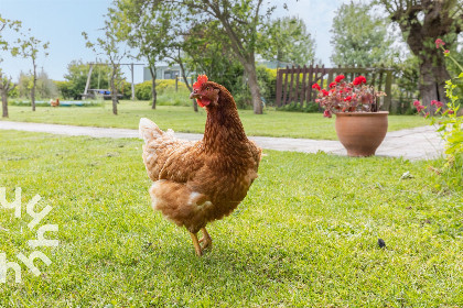 020 Sfeervol 6 persoons appartement in Vrouwenpolder op Walcheren, landelijk en rustig