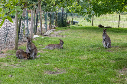 040 Wikkelhouse   Kon. Emmaweg 6 | Vrouwenpolder
