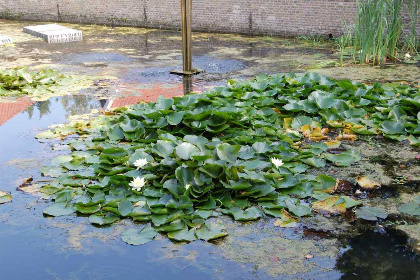 025 Mooie 8 persoons woning dichtbij zee met grote tuin en sauna