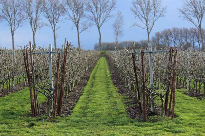 003 Prachtig 4 persoons boerderij vakantiewoning in Zeeuws Vlaanderen