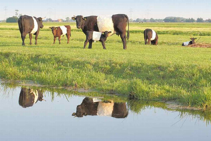 010 Luxe 16 persoons groepsaccommodatie op het erf van een boerderij vlakbij Gouda