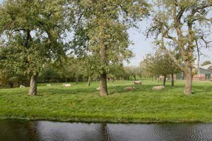 005 Luxe 8 persoons vakantiehuis op het erf van een boerderij vlakbij Rotterdam en Gouda